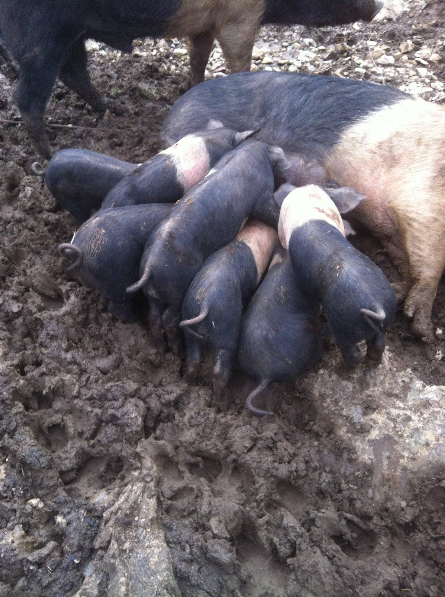 Food & Wine Retreat in Tuscany February 2027